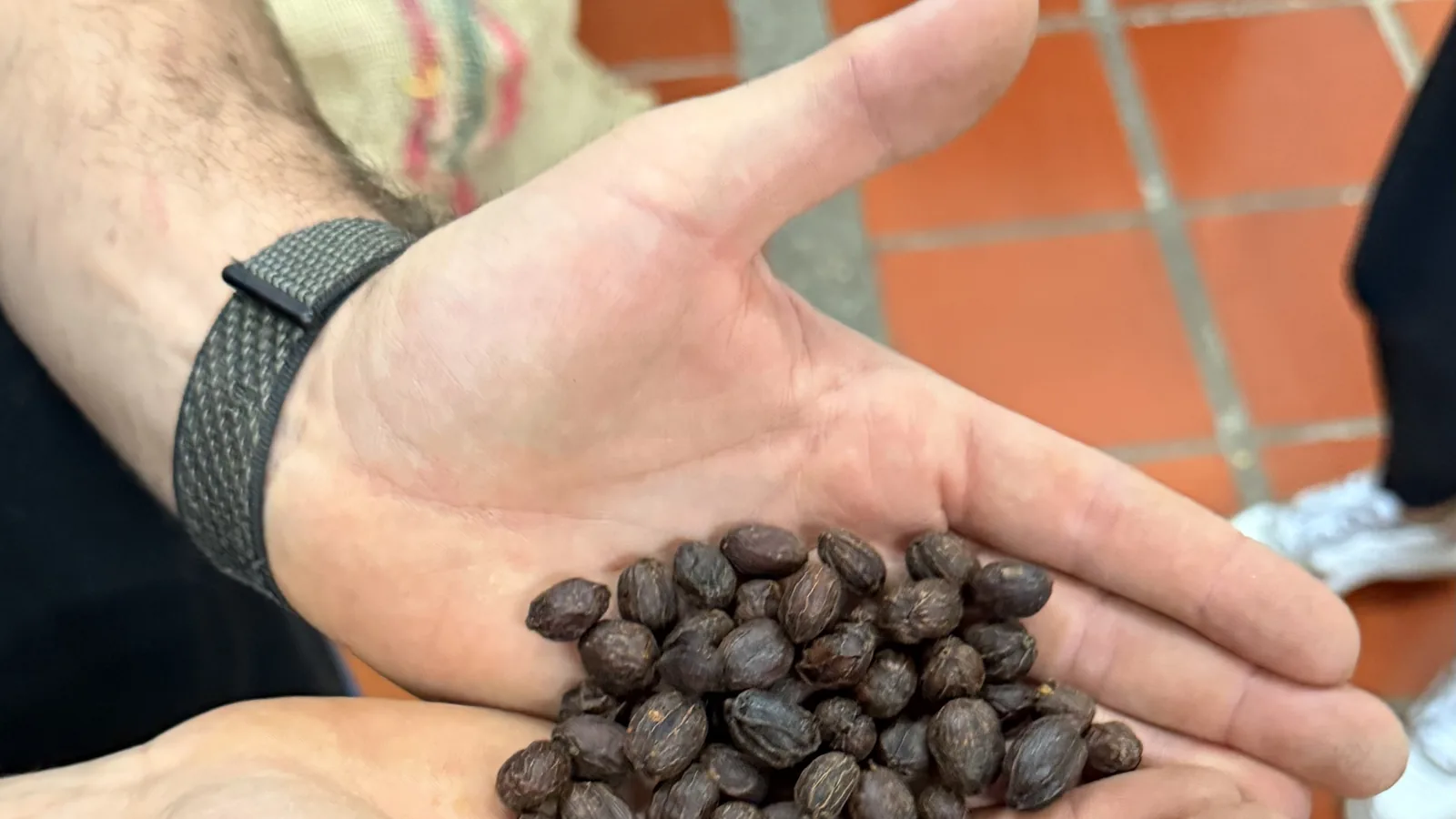 Dos manos ahuecadas sostienen café natural sin trillar, seco dentro de su propia cereza, pardo y arrugado.